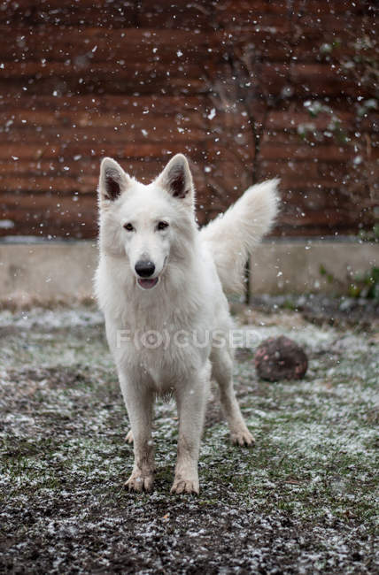 Bonito cão pastor branco de pé no pátio do campo durante a queda de neve — Fotografia de Stock