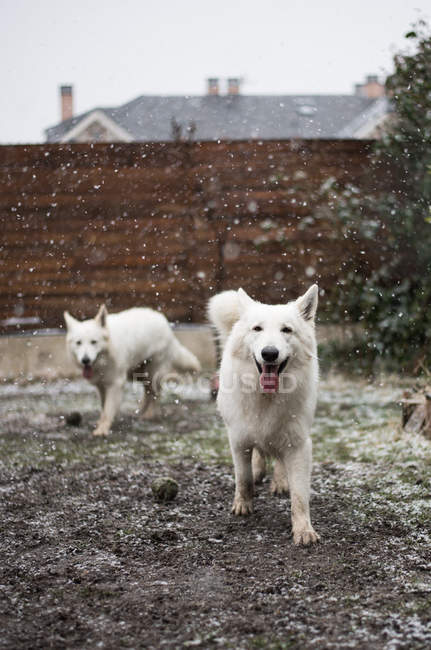 White swiss shepherds walking on snowy backyard — Stock Photo