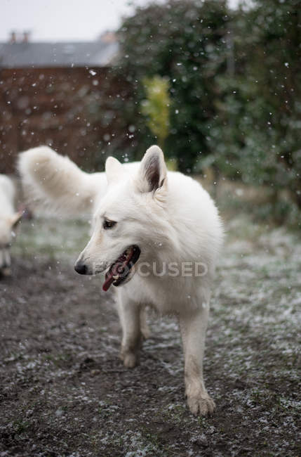 Netter weißer Schäferhund steht bei Schneefall auf dem Hof — Stockfoto