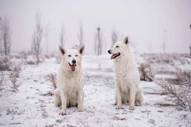 Dois pastores suíços brancos sentados na natureza nevada — Fotografia de Stock