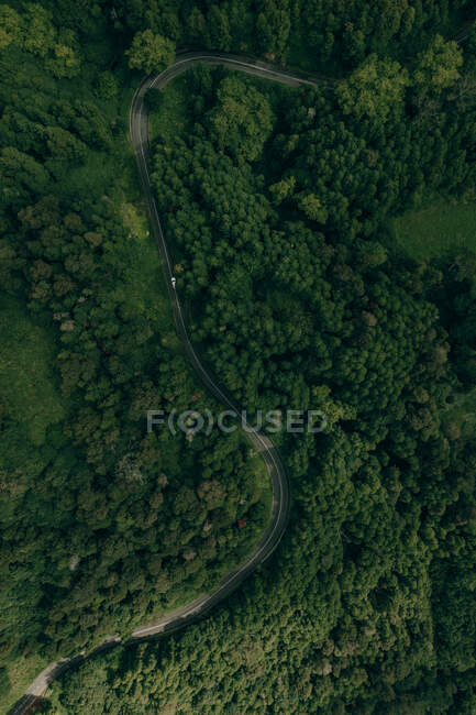 Автомагистраль в зеленом лесу — стоковое фото