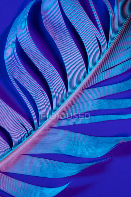 Texture of bird feather in violet illumination — Stock Photo