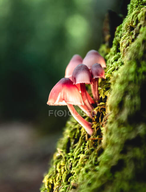 Vista de perto de pequenos cogumelos rosa crescendo na superfície mossy verde no fundo borrado — Fotografia de Stock