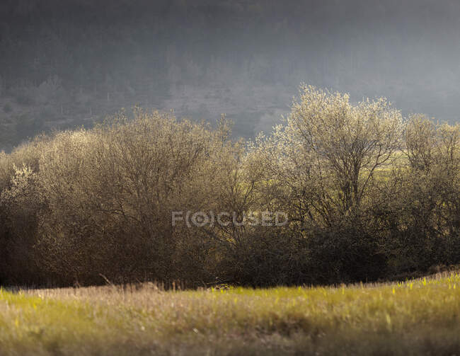 Пышные кустарники, стоящие на желтом поле на фоне серого леса — стоковое фото