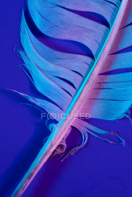 Textura de la pluma de ave en la iluminación violeta - foto de stock