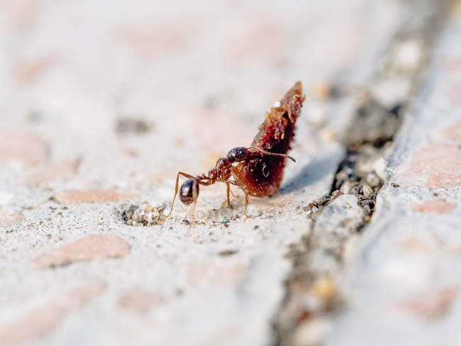 Primer plano de hormigas pequeñas que transportan objetos pesados en la naturaleza - foto de stock