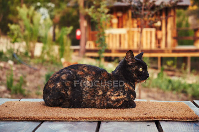 Gato bonito en la alfombra - foto de stock