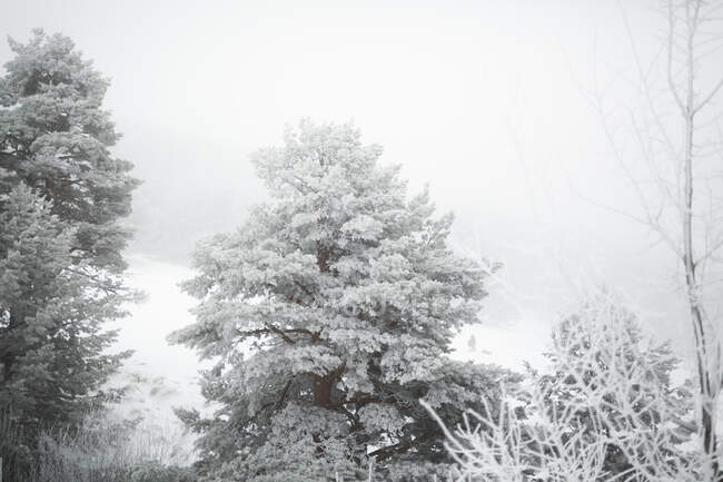 Inverno nella splendida campagna — Foto stock