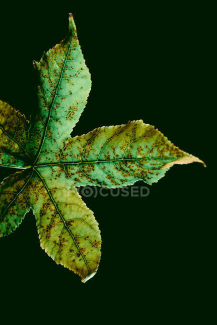 Textura de hoja verde con puntos marrones - foto de stock