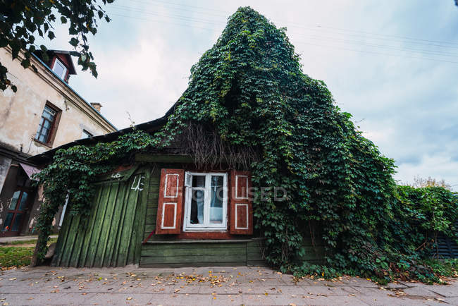 Planta de escalada cobrindo paredes e telhado em pequena cabana no campo — Fotografia de Stock