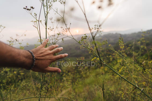 Mão de homem anônimo tocando plantas selvagens em prado incrível durante a viagem através de belas paisagens — Fotografia de Stock