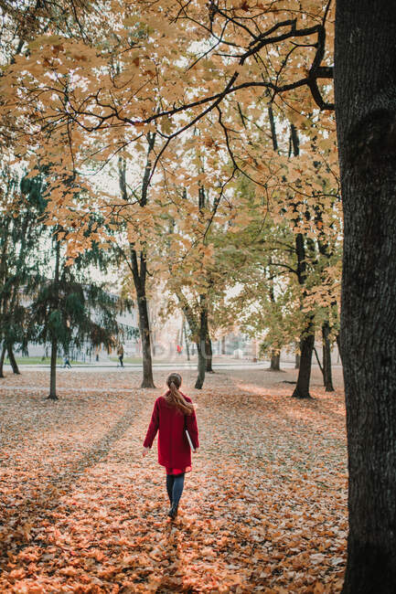 Вид ззаду леді, що йде на землю з падаючим жовтим листям в осінньому лісі — стокове фото