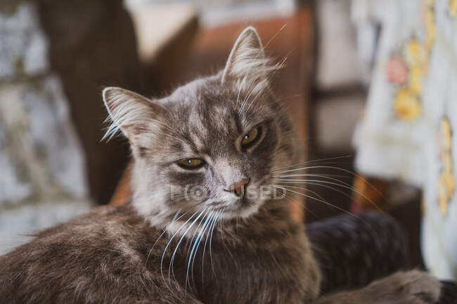 Gato adorável com pêlo macio deitado no fundo borrado do quarto acolhedor na casa do campo na Bulgária, Balcãs — Fotografia de Stock