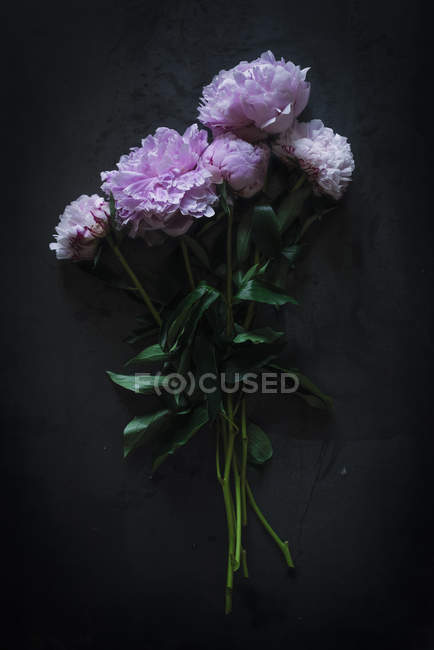 Bando de peônias rosa frescas no fundo escuro — Fotografia de Stock