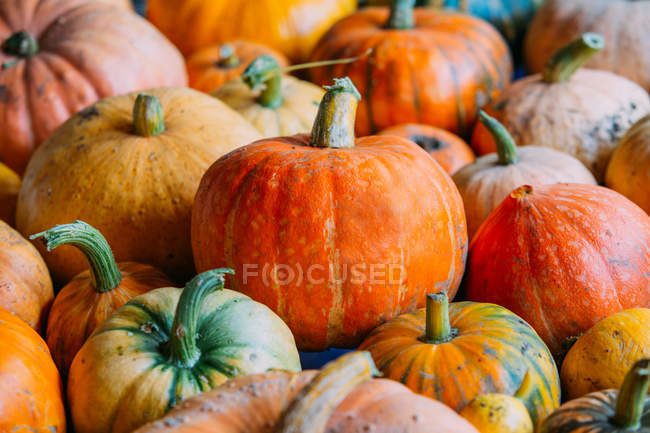 Harvest of fresh ripe pumpkins in heap — Stock Photo