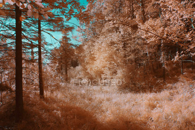 Trees growing in sunny forest in infrared color — Stock Photo