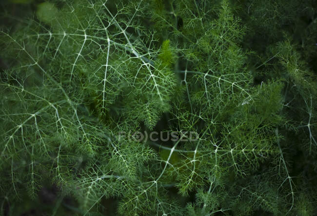 Primer plano desde arriba de la vista de la hierba verde exuberante creciendo en el bosque oscuro - foto de stock