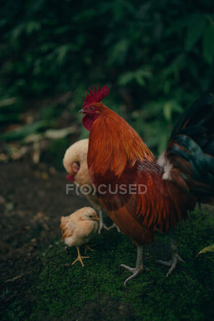 Vista lateral del gallo y los pollos de pie sobre hierba verde en el bosque sobre fondo borroso de los árboles - foto de stock