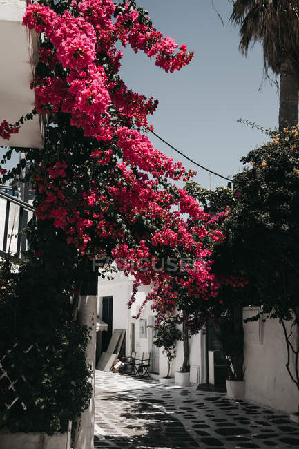 Arbuste à fleurs rose pittoresque poussant sur des bâtiments traditionnels à Mykonos, Grèce — Photo de stock