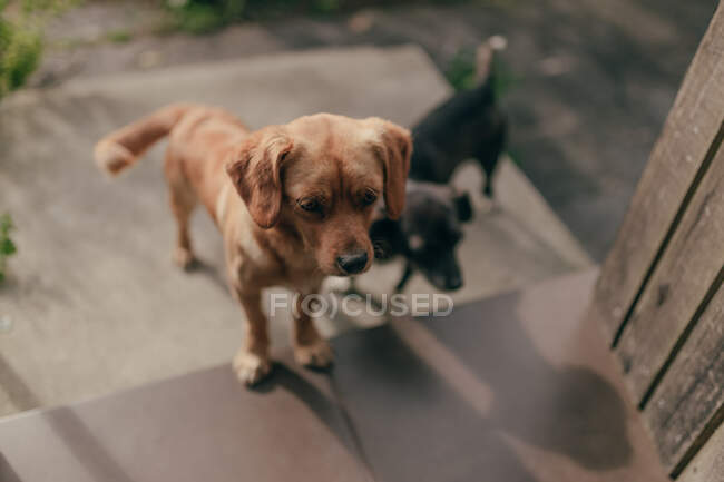Dogs standing in garden with green grass — Stock Photo