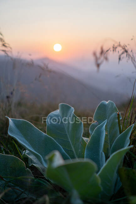 Primer plano de bonita planta con hojas verdes que crecen en una naturaleza increíble en el fondo de majestuosas colinas y hermoso cielo puesta de sol en Bulgaria, Balcanes - foto de stock