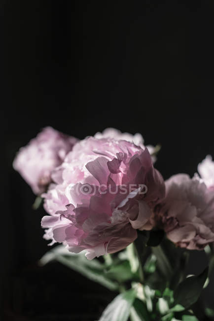 Крупный план группы свежих розовых пионов на темном фоне — стоковое фото