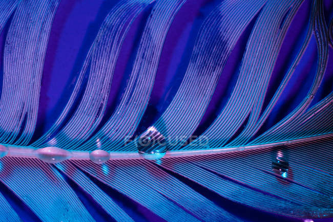 Goccioline di acqua dolce sulla piuma d'uccello bagnata in illuminazione viola — Foto stock