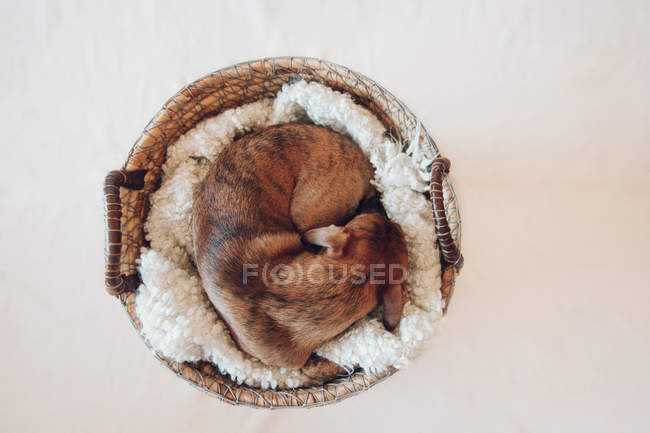 Adorable petit chiot brun dormant dans un panier en osier confortable sur fond blanc — Photo de stock