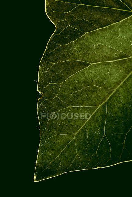 Vista macro de textura de folha verde com veias — Fotografia de Stock