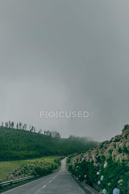 Auto-estrada vazia entre grama verde e arbustos no fundo do céu sombrio cinza — Fotografia de Stock