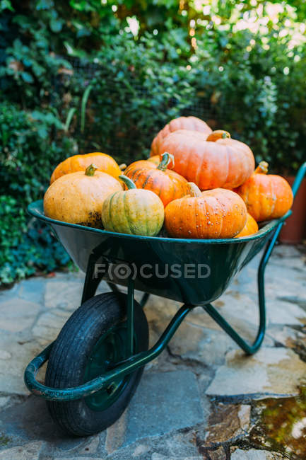 Harvest of ripe pumpkins in wheelbarrow in countryside — Stock Photo