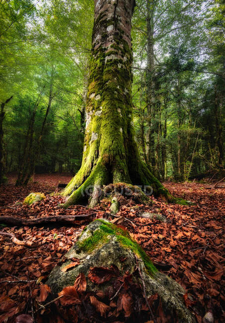 Знизу дерев'яний стовбур, покритий зеленим мохом на фоні лісу — стокове фото