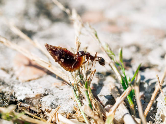 Primo piano di piccole formiche che trasportano oggetti pesanti in natura — Foto stock