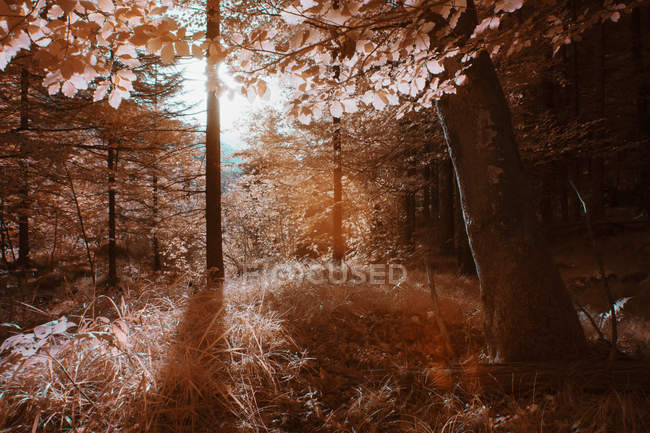 Árvores que crescem na floresta ensolarada na cor infravermelha — Fotografia de Stock
