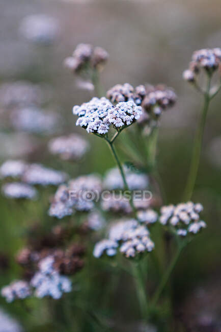 Closeup view of white yarrow growing on blurred background of field — Stock Photo