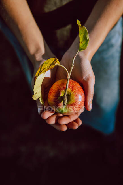 Зверху врожаю людина тримає солодке стигле яблуко зі стеблом і листя на сонячному світлі — стокове фото