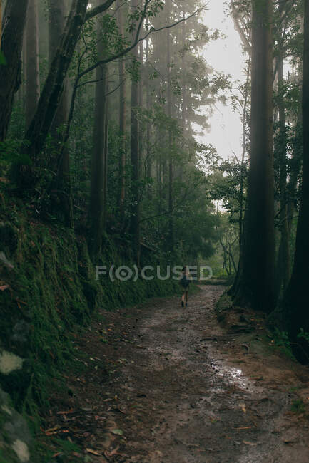 Человек, гуляющий в джунглях с высокими деревьями — стоковое фото