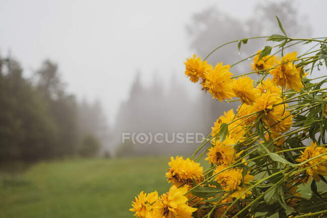 Bunch of pretty yellow flowers lying on background of wonderful nature on foggy day in Bulgaria, Balkans — Stock Photo
