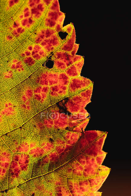 Macro vista de folha de outono texturizado no fundo preto — Fotografia de Stock