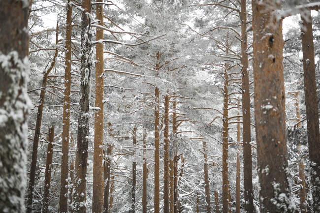 Beautiful conifer trees covered with snow growing in amazing forest on wonderful winter day — Stock Photo