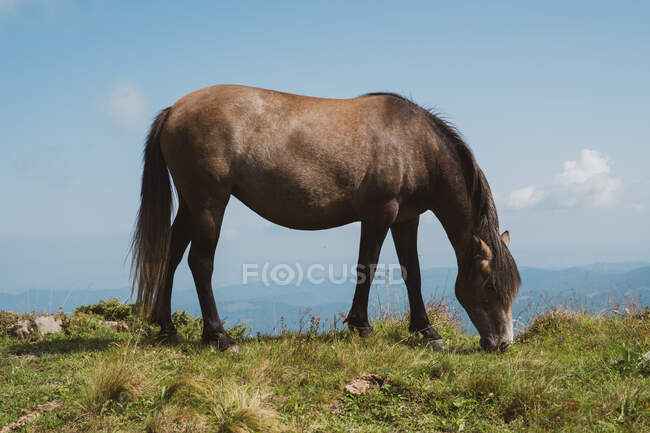 Belo cavalo comendo grama enquanto está em pé no topo da colina no maravilhoso campo na Bulgária, Balcãs — Fotografia de Stock