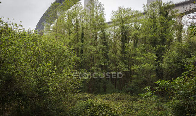 Красивый белый виадук с деревьями внизу — стоковое фото