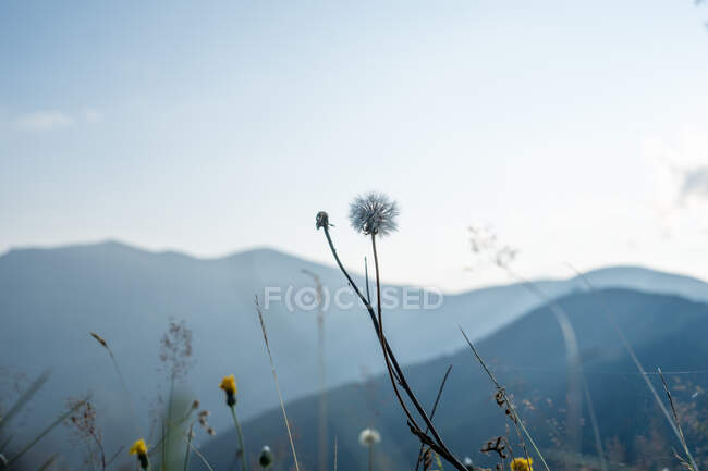 Gros plan de pissenlits mignons poussant sur fond de collines étonnantes et de ciel bleu en Bulgarie, dans les Balkans — Photo de stock