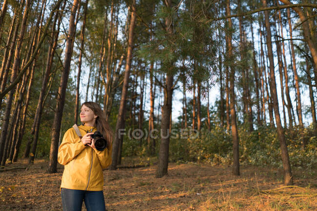 Зміст подорожі жінка тримає фотокамеру, стоячи в сонячних хвойних лісах, дивлячись на — стокове фото