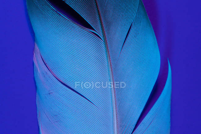 Texture di piuma d'uccello in illuminazione viola — Foto stock