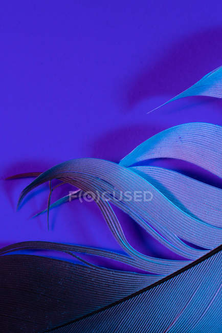 Détail de plume d'oiseau en éclairage violet — Photo de stock