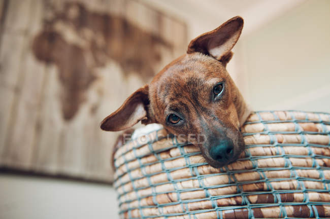 Adorable little brown puppy in cozy wicker basket — Stock Photo