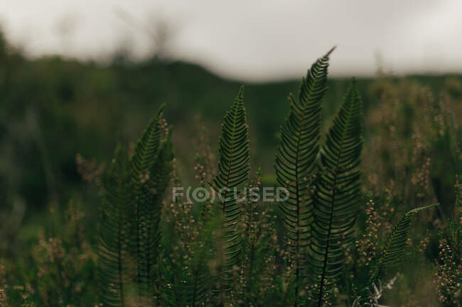 Herbe poussant dans le champ — Photo de stock