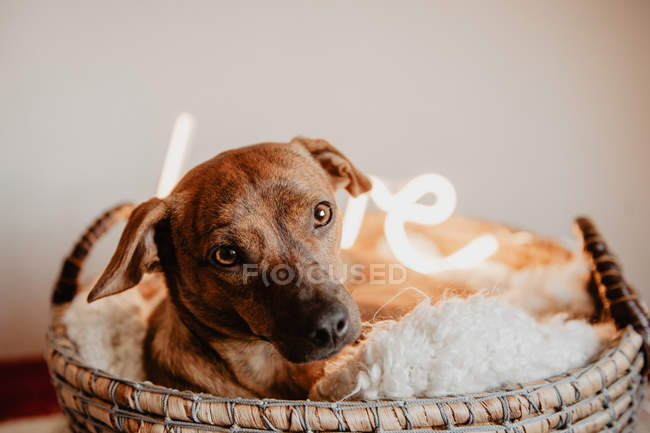 Очаровательный коричневый пес лежит на клетке в корзине с светящейся лампой — стоковое фото