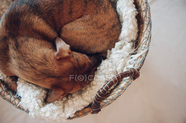 Adorabile cucciolo marrone dormire in accogliente cesto di vimini su sfondo bianco — Foto stock